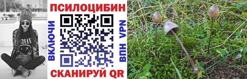 Псилоцибиновые грибы Psilocybine cubensis  наркотики  Куса 